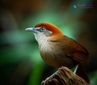 Chestnutcapped Babbler The Fascinating Social Bird Nepal Desk